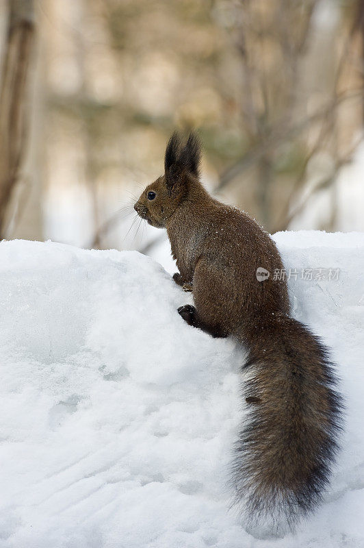 红松鼠，欧亚红松鼠或Ezo红松鼠，Sciurus vulgaris，是树松鼠的一种。红松鼠是一种栖息在树上的杂食性啮齿动物，在欧亚大陆很常见。北海道岛的亚种是东方体。Kussh湖附近